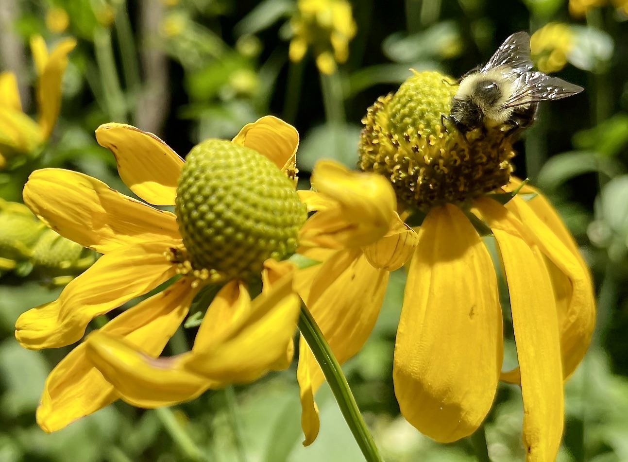 Bumblebee on green-headed coneflower Rudbeckia laciniata